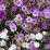 xeranthemum annuum.png